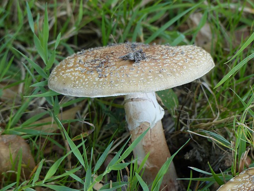 Amanite Rougissante (Amanita rubescens)