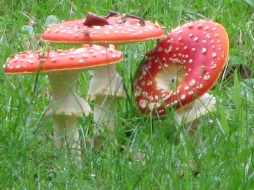 Amanites Tue-mouches (Amanita muscaria)
