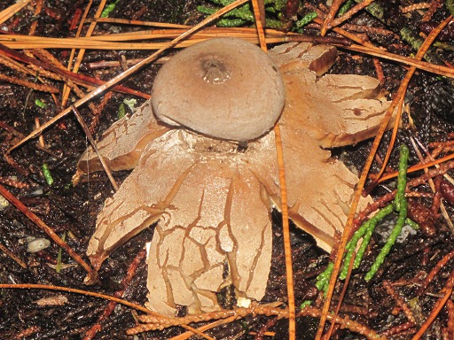 Astrée hygrométrique