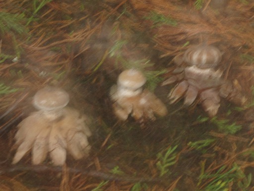 Hygroscopic earthstar