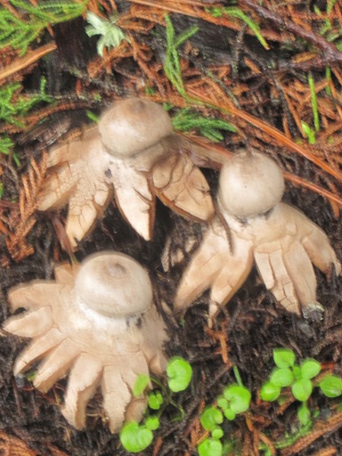 Astraeus hygrometricus (Diplocystaceae)