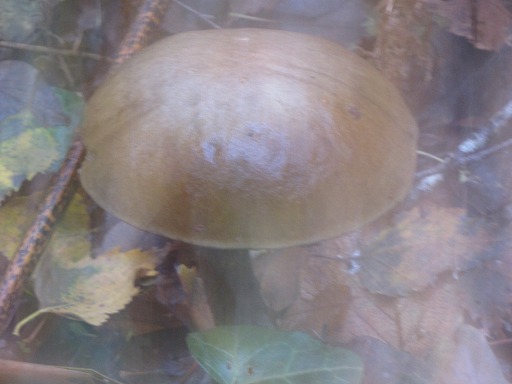 Bolet des Bouviers (Boletus bovinus)