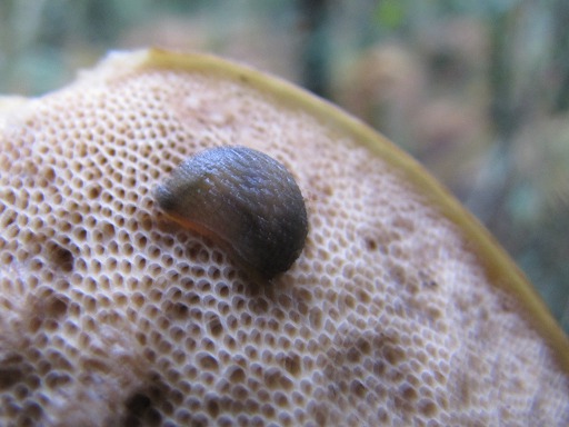 Bolet des Bouviers (Boletus bovinus)