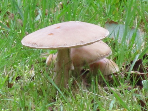 Bolet des Charmes (Boletus carpini)
