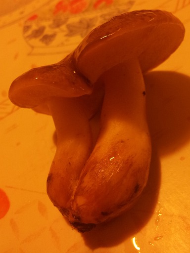 Cèpes d'été, (Boletus reticulatus)