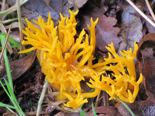 Calocères (Calocera)