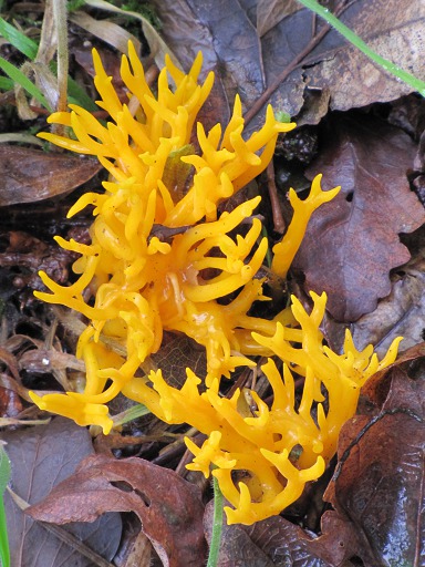 Calocères (Calocera)