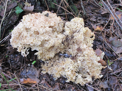 Clavaire Chou-Fleur (Clavaria botrytis)
