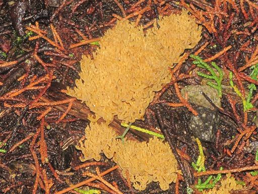 Clavaire Dresse (Ramaria stricta)