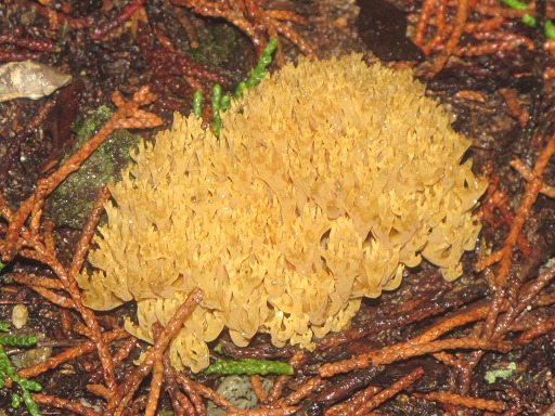 Clavaire Dressée (Ramaria stricta)