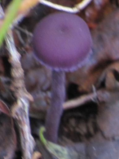Clitocybe Améthyste (Laccaria amethystina)
