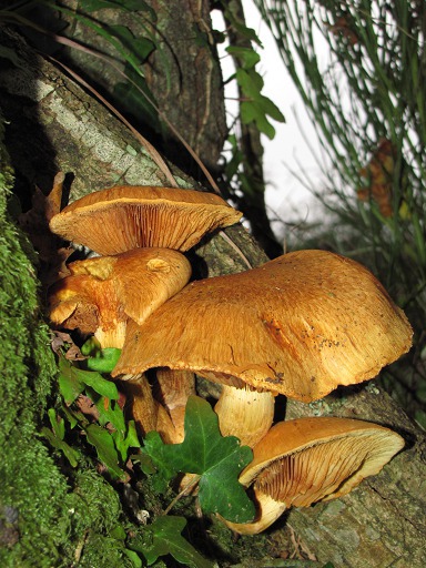 Clitocybe Orangé (Hygrophoropsis aurantiaca)