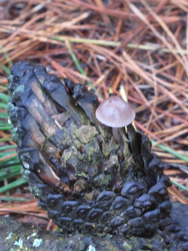 Conocybe