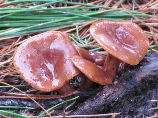 Cortinaire élégant (Cortinarius elegantissimus)
