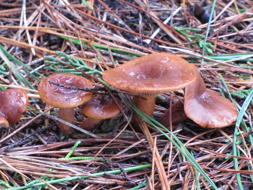 Cortinaire élégant (Cortinarius elegantissimus)