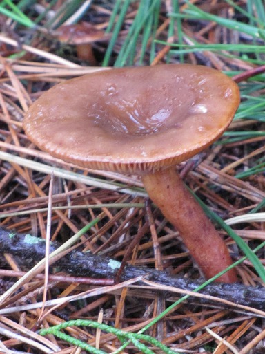 Cortinaire élégant (Cortinarius elegantissimus)