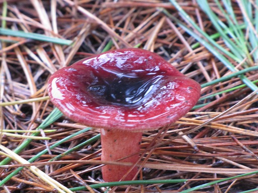 Cortinaire élégant (Cortinarius elegantissimus)