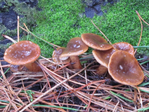 Cortinaire élégant (Cortinarius elegantissimus)