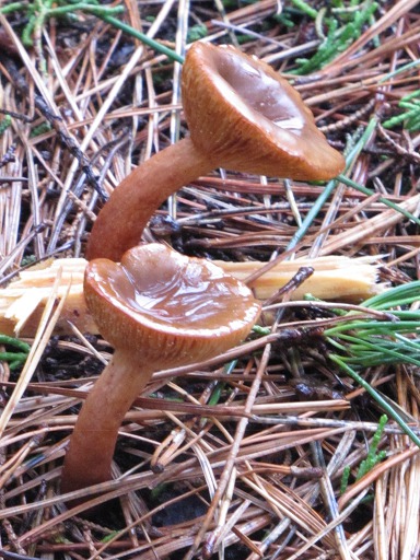Cortinaire élégant (Cortinarius elegantissimus)