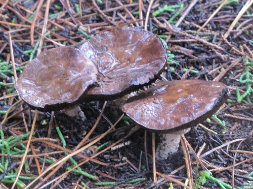 Cortinaire élégant (Cortinarius elegantissimus)
