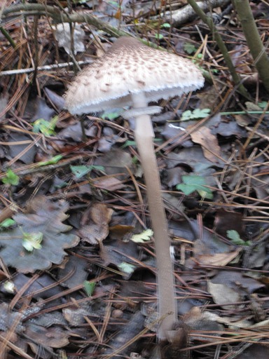 Coulemelle (Macrolepiota procera)