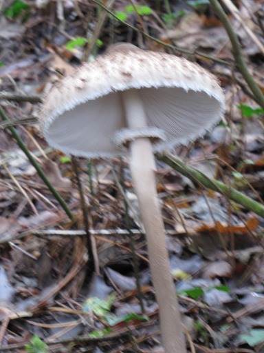 chevallier bagué