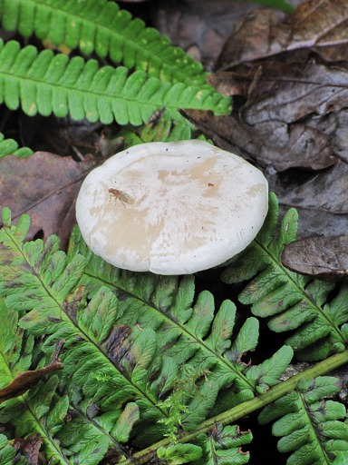 Lactaire à lait jaunes (lactarius chrysorrheus)