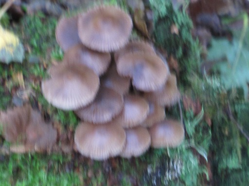 Mycènes (Mycena)