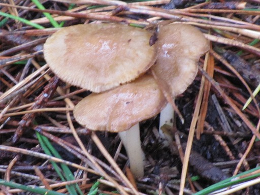 Mycènes (Mycena)
