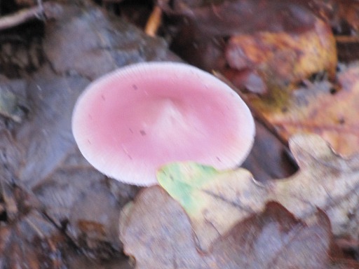 Mycène pur (Mycena pura)