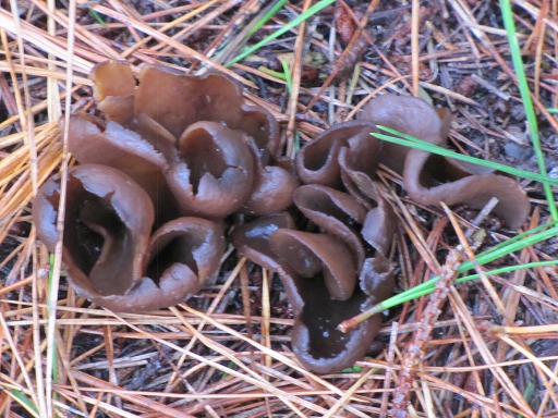 Pzize brune (Peziza badia)