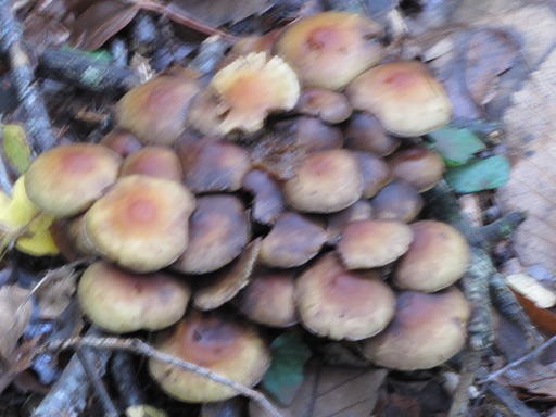 Pholiote du Peuplier (Agrocybe aegerita)