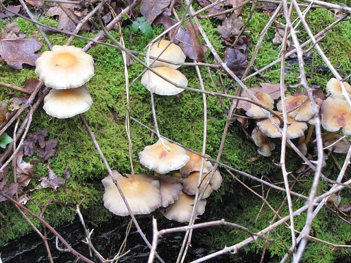 Pholiote du Peuplier (Pholiota cylindracea)