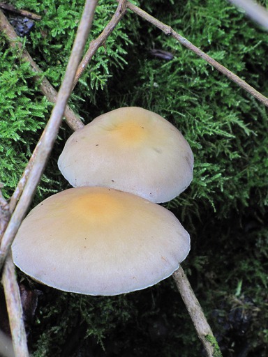 Pholiotes du Peuplier (Agrocybe aegerita)