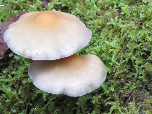 Pholiote du Peuplier (Pholiota cylindracea)