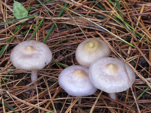 Pholiote du Peuplier (Pholiota cylindracea)