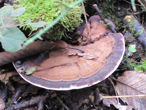 Polypore Versicolores (Coriolus versicolor)