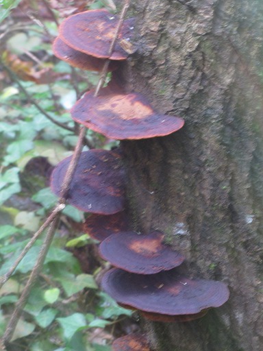 Polypore Versicolores (Coriolus versicolor)