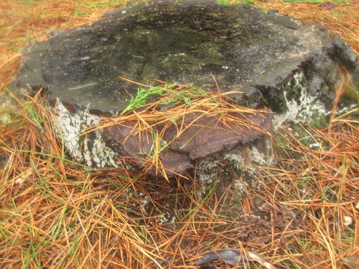 Polypore Hérissé (Inonotus hispidus)