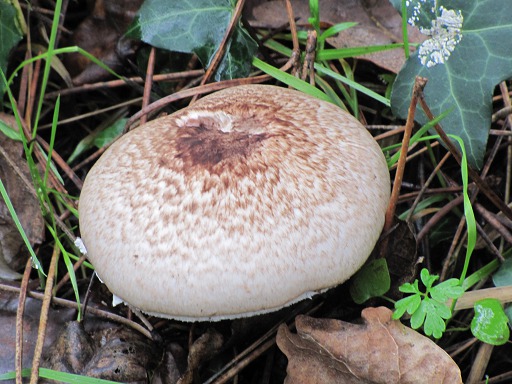Agaric ou Psalliote des forêts (Agaricus silvaticus, Psalliota silvatica)