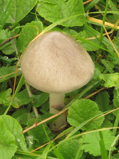 Agaric des forêts (Agaricus silvaticus)