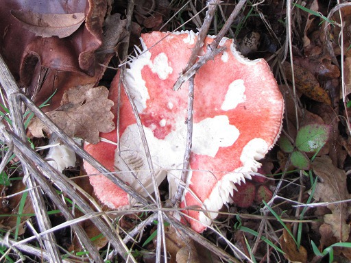 Russule du hêtres (Russula fageticola)