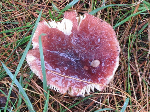 Russule du hêtres (Russula fageticola)