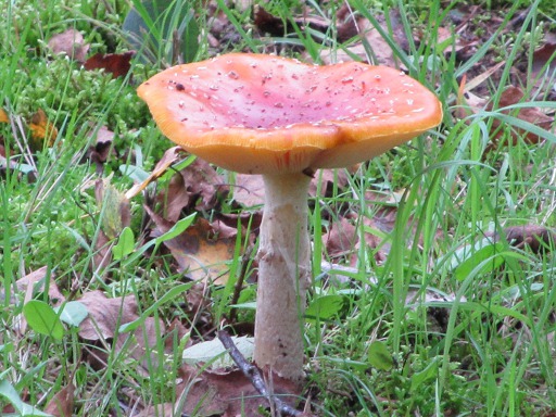 Tricholome Rutilant (Tricholomopsis rutilans)