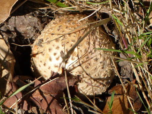 Vesse-de-loup Calvatia (Calvatia booniana)