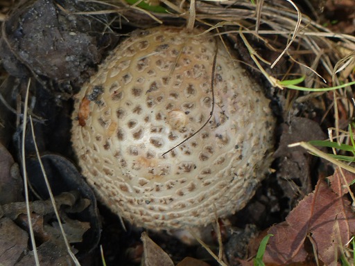 Vesse-de-loup Calvatia (Calvatia booniana)