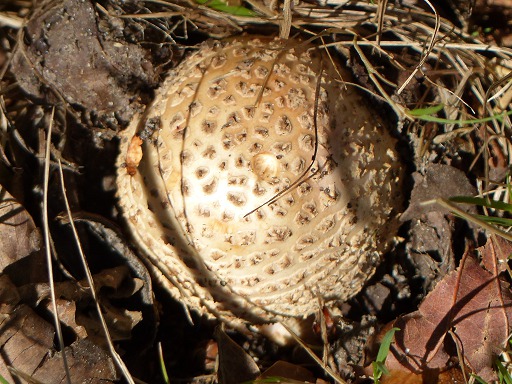 Vesse-de-loup Calvatia (Calvatia booniana)