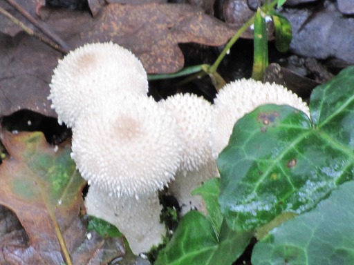 Vesses-de-loup perlées (Lycoperdon perlatum)