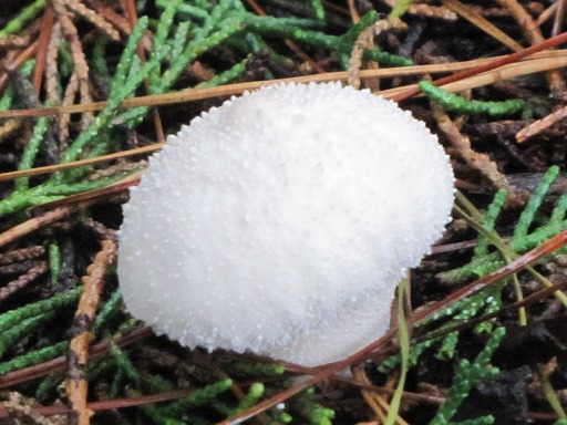 Vesse-de-loup perlée (Lycoperdon gemmatum)