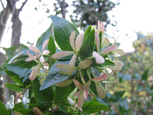 Abélie grandiflora